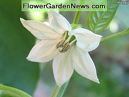 De blommar innan de blir paprika. Vilken vacker växt! They flower before they become bell peppers. What a beautiful plant!