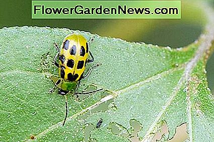 Begleitpflanzen können helfen, den gefürchteten Gurkenkäfer fernzuhalten. Companion plants may help to keep the dreaded cucumber beetle away.