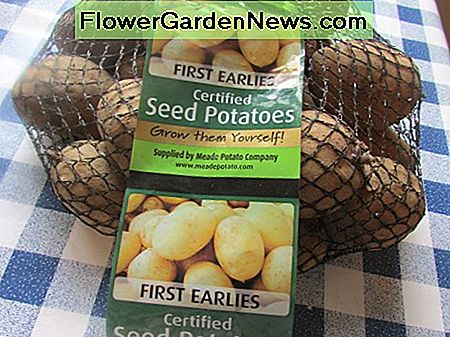 Planten van pootaardappelen Planting Seed Potatoes