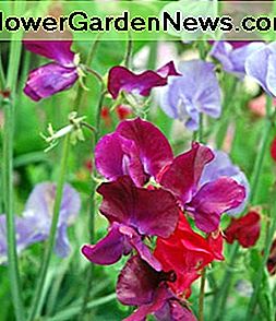 bunte und sehr duftende Erbsen colorful and highly scented sweet peas