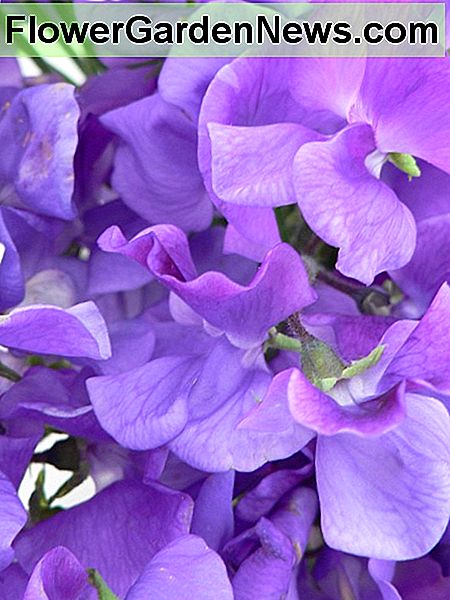 auffällige süße Erbsen showy sweet peas