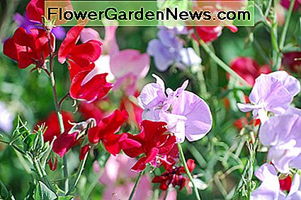 Blumen der süßen Erbse Sweet pea flowers