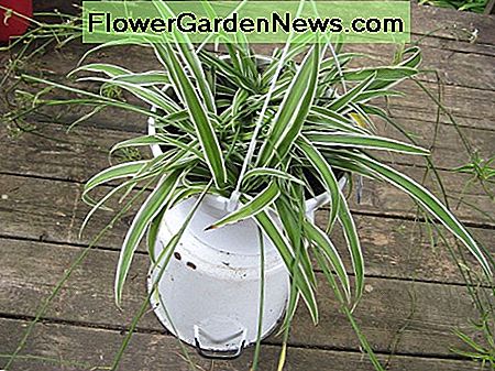 Planta de araña (Chlorophytum Comosum). Spider Plant (Chlorophytum Comosum).