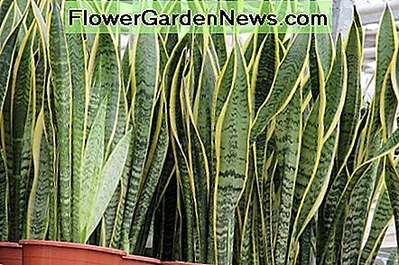Planta de serpiente (Sansevieria Trifasciata). Snake Plant (Sansevieria Trifasciata).