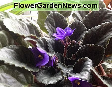 African Violet (Saintpaulias) es otra planta que puede ayudar a eliminar contaminantes de interiores. African Violet (Saintpaulias) is another plant that can help remove indoor pollutants.