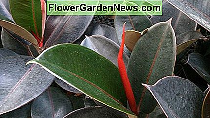 Ficus Elastica Robusta (Indian Rubber Tree) ayuda a limpiar el aire interior. Ficus Elastica Robusta (Indian Rubber Tree) helps cleans indoor air.