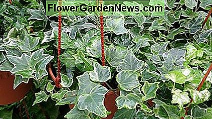 Inglés Ivy (Hedera Helix), también conocido como Common Ivy. English Ivy (Hedera Helix), also known as Common Ivy.