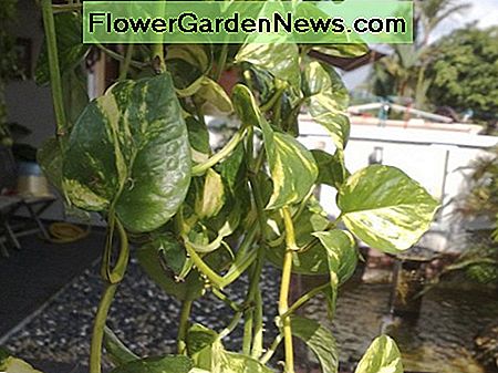 Golden Pothos o planta de dinero (Epipremnum Aureum). Golden Pothos or Money Plant (Epipremnum Aureum).