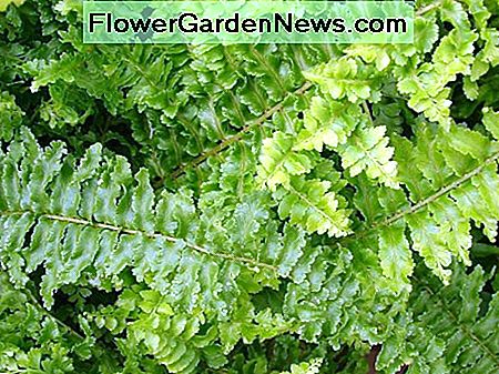 El helecho ornamental (Nephrolepis Exaltata Bostoniensis) también se conoce como un helecho Fluffy Ruffles. The Ornamental Fern (Nephrolepis Exaltata Bostoniensis) is also known as a Fluffy Ruffles Fern.