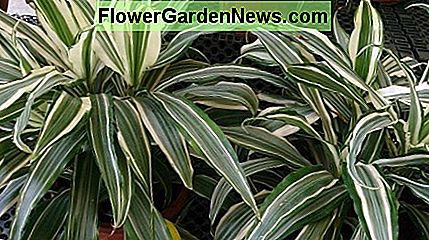 Striped Dracaena (Dracaena Deremensis). Striped Dracaena (Dracaena Deremensis).