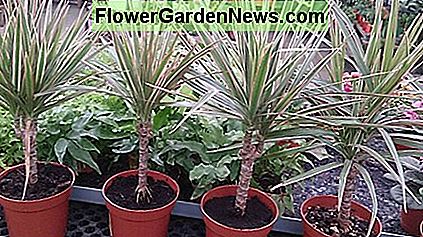 Dragon Tree (Dracaena Marginata). Dragon Tree (Dracaena Marginata).