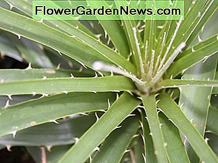 De kenmerkende bladeren met weerhaken met weerhaken The characteristic reverse barbed leaves