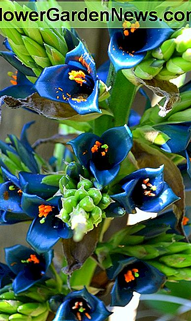 De exotische blauwgroen blauwe bloemen van Puya Alpestris contrasteren met de heldere oranje helmknoppen op deze spectaculaire en zeldzame bloei. The exotic teal blue flowers of Puya Alpestris contrast w/ the bright orange anthers on this spectacular and rare bloom.