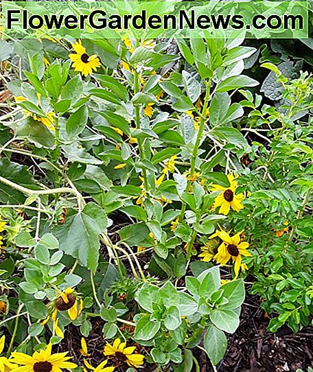 Fava bønner er hårdføre flerårige bønne planter, nyttige til menneske og dyr forbrug. Fava bønner kan ligesom alle bælgfrugter klare kvælstof fra luften i jorden. Fava beans are hardy perennial bean plants, useful for human and animal consumption. Like all legumes, Fava beans are able to fix nitrogen from the air into the soil.