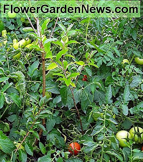Efterårens oliven eller den mindre invasive fætter kan Goumi plantes i samme hul med et andet frugttræ for at fodre det. Efteråret oliven bør holdes mindre end det frugttræ, som det fodrer for at mindske konkurrencen. Autumn olive, or its less-invasive cousin, Goumi can be planted in the same hole with another fruit tree to feed it. The autumn olive should be kept smaller than the fruit tree that it is feeding to reduce competition.