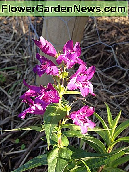 Penstemon Penstemon