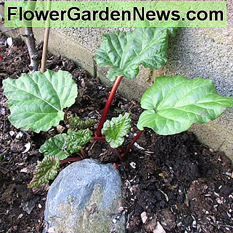 Mulch den Rabarber Mulch the Rhubarb