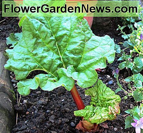 Rabarber i min Have Rhubarb in my Garden