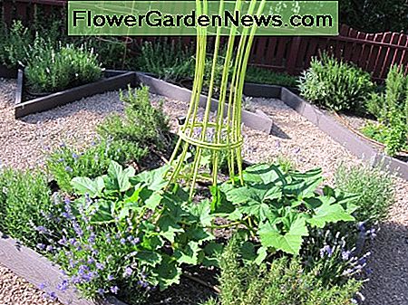 In diesem Beispiel eines Topfpflanzen-Gartenbetts umgeben Rosmarin- und Lavendelpflanzen eine Anpflanzung von Kürbis, der das Mittelgitter erklimmen wird, während es wächst, um vertikales Interesse dem Garten hinzuzufügen. In this example of a potager garden bed, rosemary and lavender plants surround a planting of squash, which will climb the center trellis as it grows to add vertical interest to the garden.