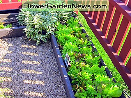 Eine Anpflanzung von buntem Blattsalat bildet eine attraktive Grenze für sich. A planting of colorful leaf lettuce makes an attractive border in its own right.