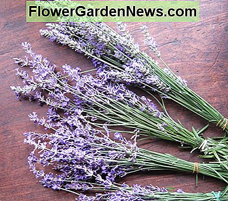Bund Lavendel und hängen Sie an einem dunklen, trockenen Ort bunch lavender and hang in a dark, dry place