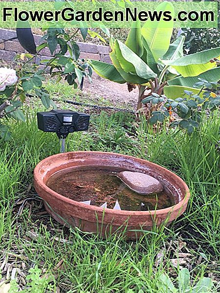 Ultrasone plaag afschrikmiddel flitst licht wanneer kraaien in de waterschaal landen. Ultrasound pest deterrent flashes light when crows land in the water dish.