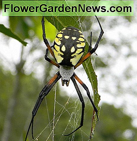 Maisspinne auf der Pirsch Corn Spider on the prowl