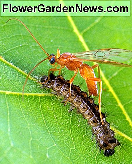 Parasitäre Wespen greifen eine Raupe an A Parasitic Wasps attacks a caterpillar