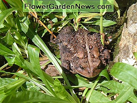 Eine Kröte in unserem Garten A Toad In Our Garden