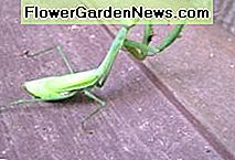 Schlechte Bugs Vorsicht! Diese Gottesanbeterin ist auf der Jagd. Bad Bugs Beware! This Praying Mantis is on the hunt.