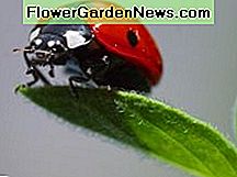 Marienkäfer lieben es, an Blattläusen zu fressen Ladybugs love to feast on aphids