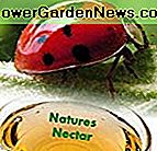 1500 Live Marienkäfer + Hirts Natur Nektar - Garantierte Live-Lieferung