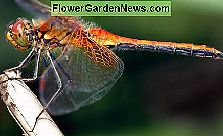 Der Gelbe Winged Darter ist ein furchterregender Insektenfresser The Yellow Winged Darter is a fearsome bug predator