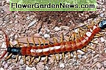 Tausendfüßler Centipede