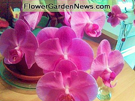 Phalaenopsis Orchideen Phalaenopsis Orchids