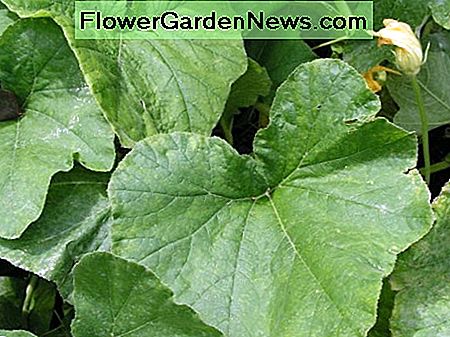 Squashplanten zijn groot en kunnen veel ruimte innemen. Als je de ruimte hebt, zullen deze planten veel fruit opleveren. Squash plants are large and can take a large amount of space. If you have the space these plants will provide a lot of fruit.