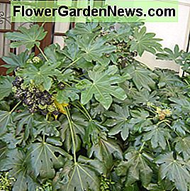 Japanse Aralia - voor een tropische uitstraling Japanese Aralia - for a tropical look
