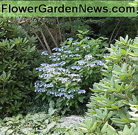 Blauwbloeiende hortensia, met rechts een rododendron. Blue flowering Hydrangea, with rhododendron on the right.