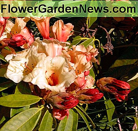 Kleurrijke rododendrons - groenblijvende interesse Colorful Rhododendrons - evergreen interest