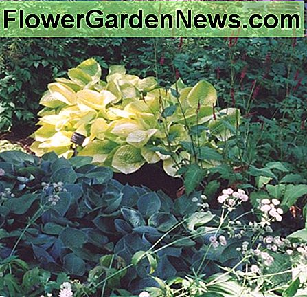 Gouden hosta voegt een schijnsel van licht toe aan een schaduwrijke hoek. Gold hosta adds a gleam of light to a shady corner.