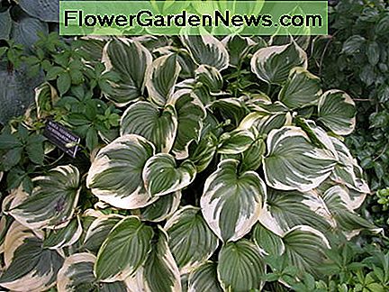 Een verscheidenheid aan hosta's. A variety of hostas.