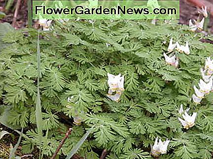 Wit bloeide als een bloedend hart, met zijn ferny gebladerte. White blossomed bleeding heart, with its ferny foliage.