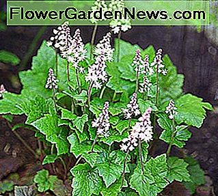 Tiarella Tiarella