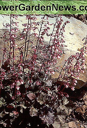 Heuchera Heuchera