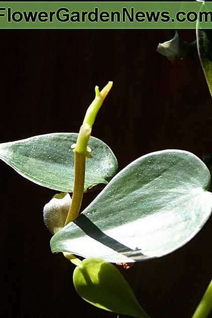 Die Blätter einer Philodendronpflanze The leaves of a philodendron plant