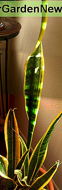 Vert verschmelzen Schlangenpflanze Vert merge snake plant