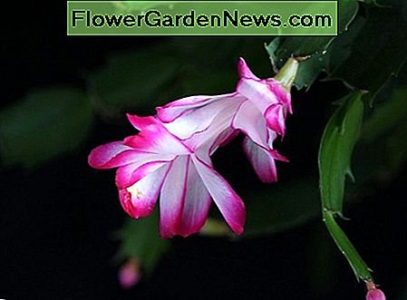 Weihnachtskaktusblume Christmas cactus flower