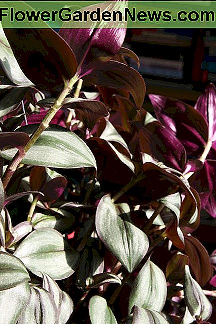 Wanderender Jude, Zebrina pendula Wandering Jew, Zebrina pendula