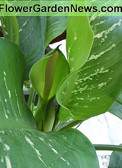 Dieffenbachia, Dumb Cane Dieffenbachia, Dumb Cane