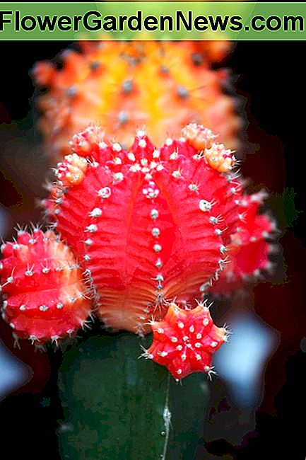 Kaktus Blume Cactus flower